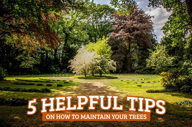 How To Maintain Your Trees