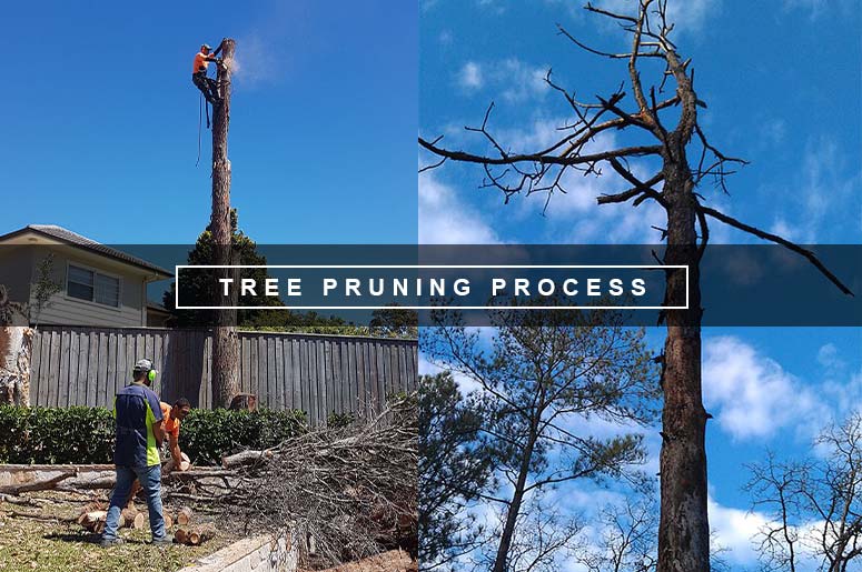 Tree Pruning Process